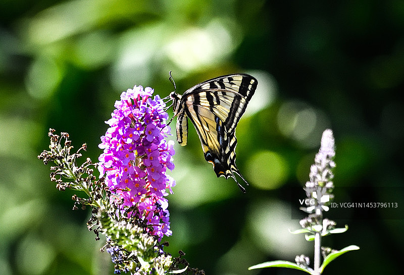 虎凤蝶吸食蝴蝶灌木花蜜图片素材