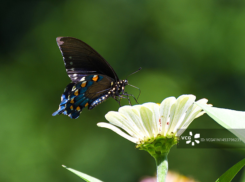 马兜铃燕尾蝶在百日草花上觅食图片素材