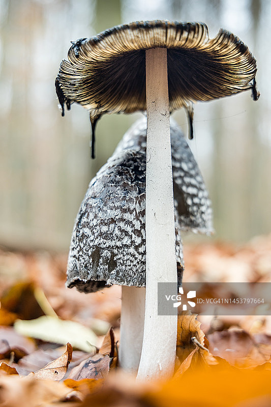喜鹊鬼伞（Coprinopsis picacea）图片素材