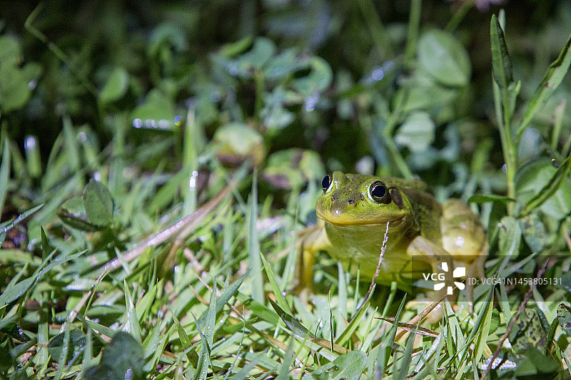 树蛙爬行动物图片素材
