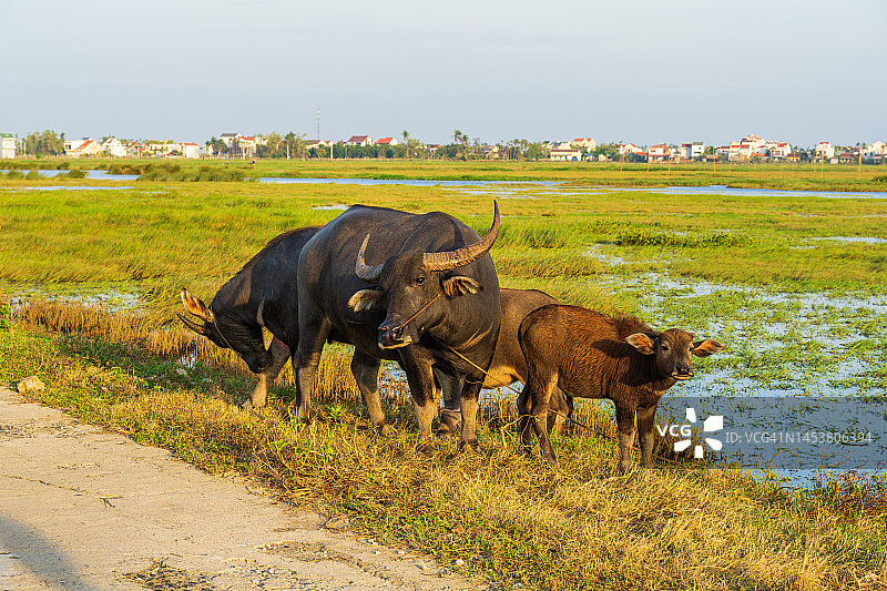 越南会安的水牛图片素材