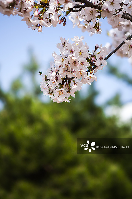 背景物体照片图片素材