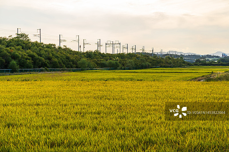 韩国京畿道骊州市田野图片素材