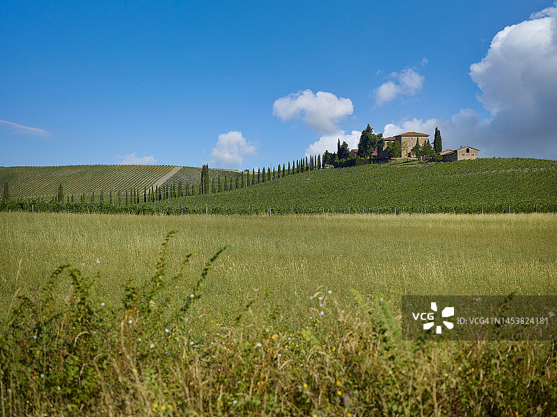 有葡萄园和多云天空的农场图片素材