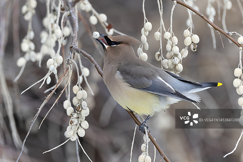 采摘浆果图片素材