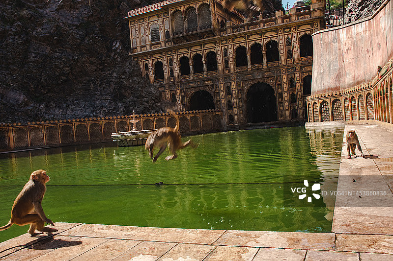 印度猴庙里的猴子图片素材