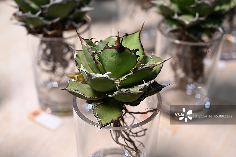 排列在桌子上的龙舌兰，园艺商店图片素材