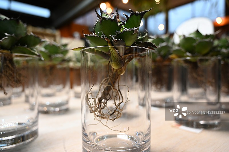 排列在桌子上的龙舌兰，园艺商店图片素材