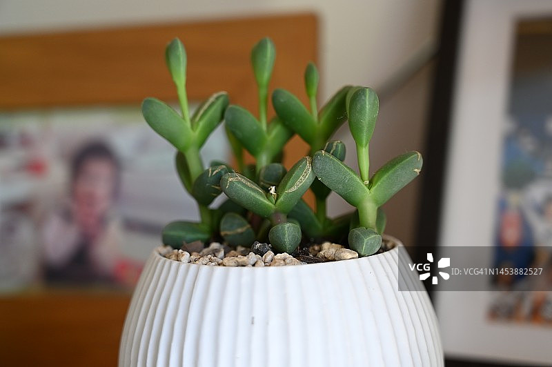 摆放在桌子上的戈勒姆餐具，时尚的房间图片素材