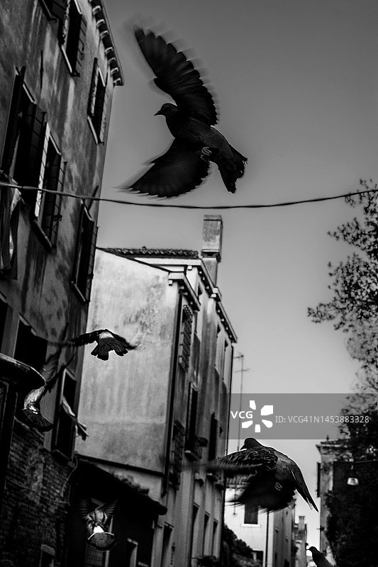 意大利威尼斯建筑群中的飞鸽图片素材