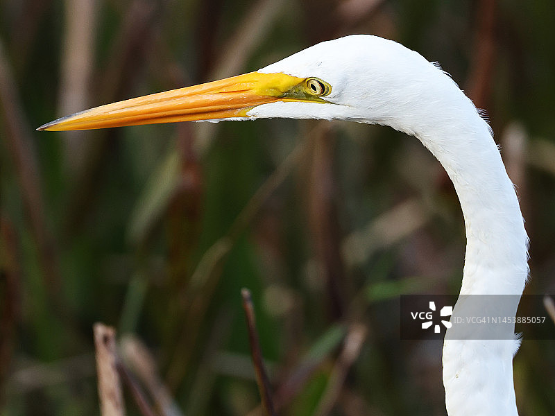 大白鹭特写图片素材