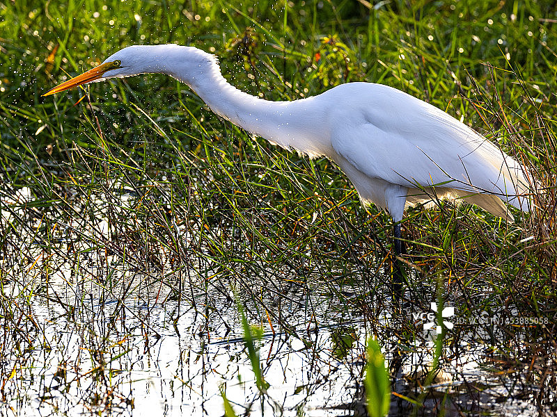 正在觅食的大白鹭图片素材