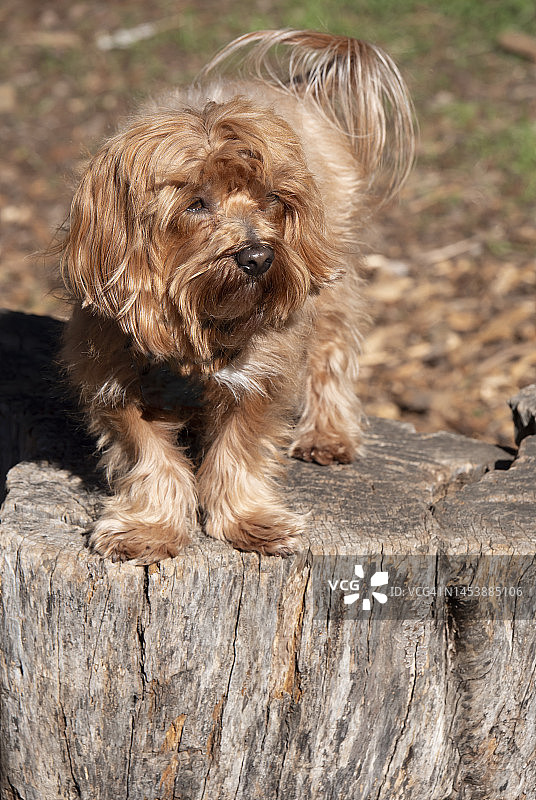 金色蓬松小狗肖像图片素材