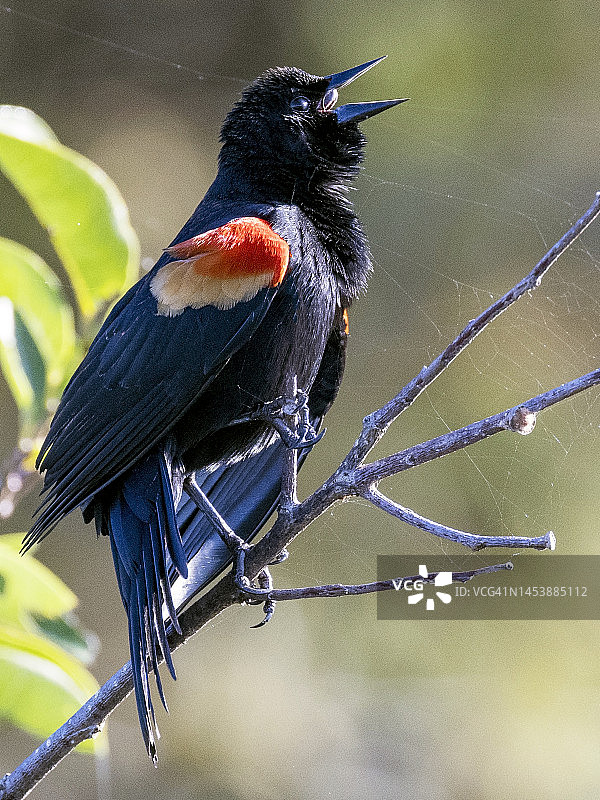 红翅黑鹂在歌唱图片素材