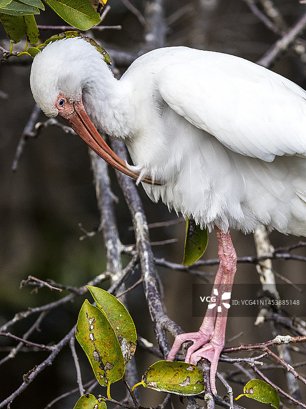 栖息在树上准备过夜的白䴉图片素材