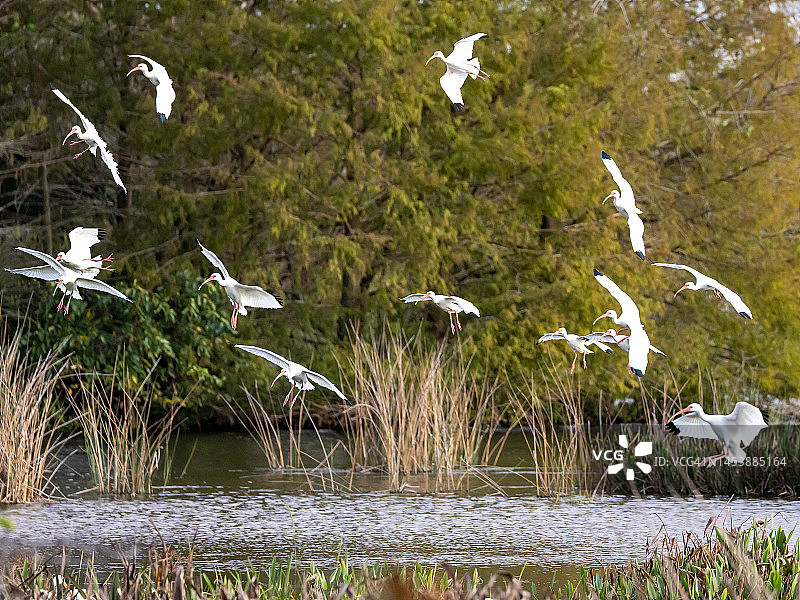 飞翔的白䴉图片素材