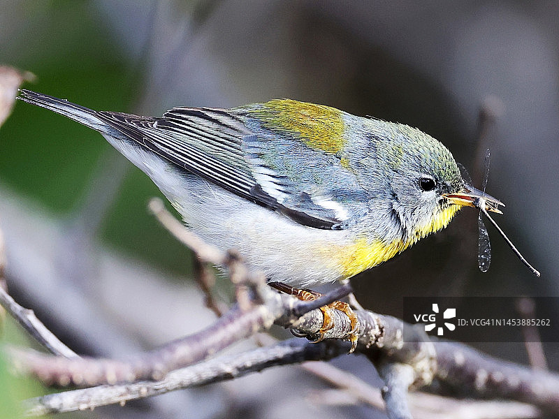 北方 Parula 鸟捕食豆娘图片素材