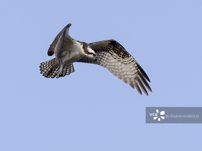 正在搜寻的鹗——捕鱼图片素材