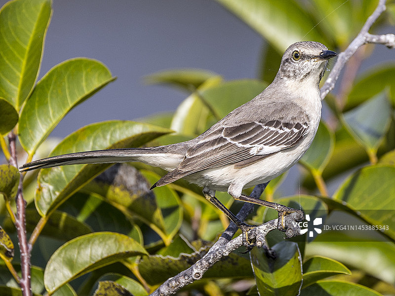 树枝上的北美反舌鸟图片素材