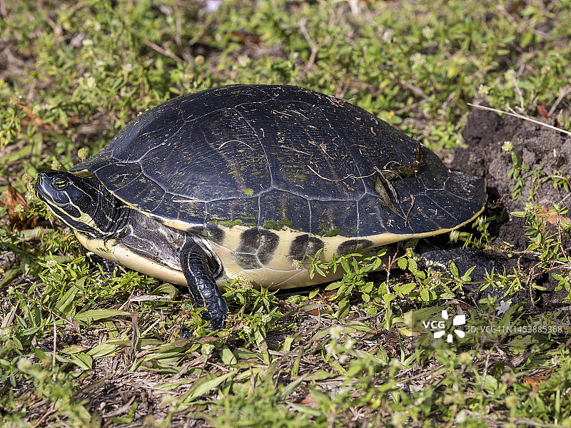 半岛库特龟挖洞产卵图片素材