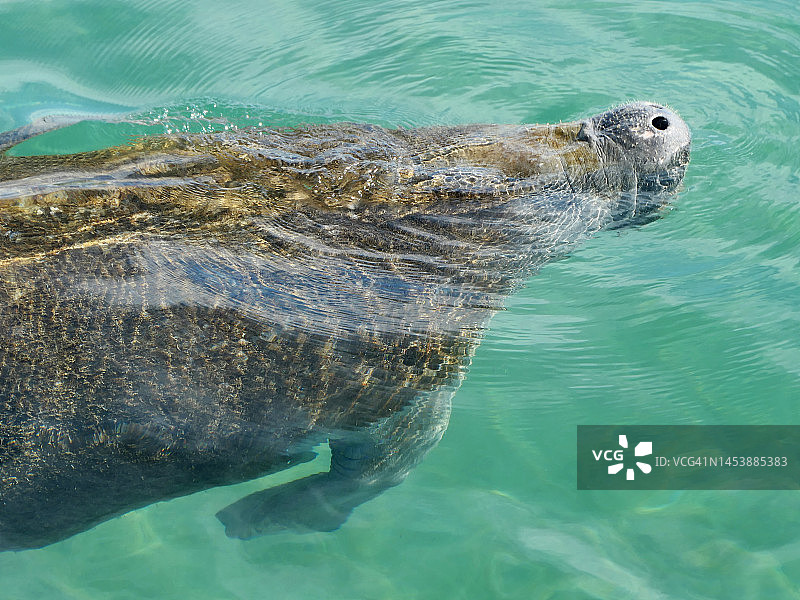 在沿海航道清澈的绿色海水中呼吸的海牛图片素材