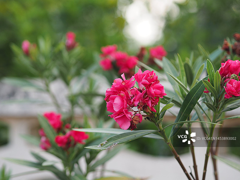 甜夹竹桃，玫瑰湾，Nerium夹竹桃名粉红花树在花园上模糊的自然背景，叶子是单一的椭圆形，尖端和基部尖光滑不厚硬带墨绿色图片素材