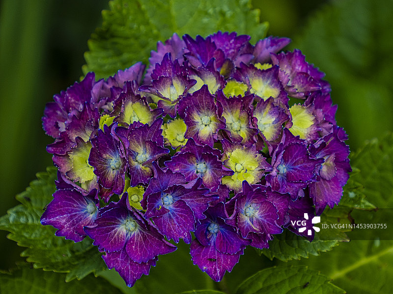 绣球花盛开的夏季，位于澳大利亚维多利亚州丹德农山脉图片素材