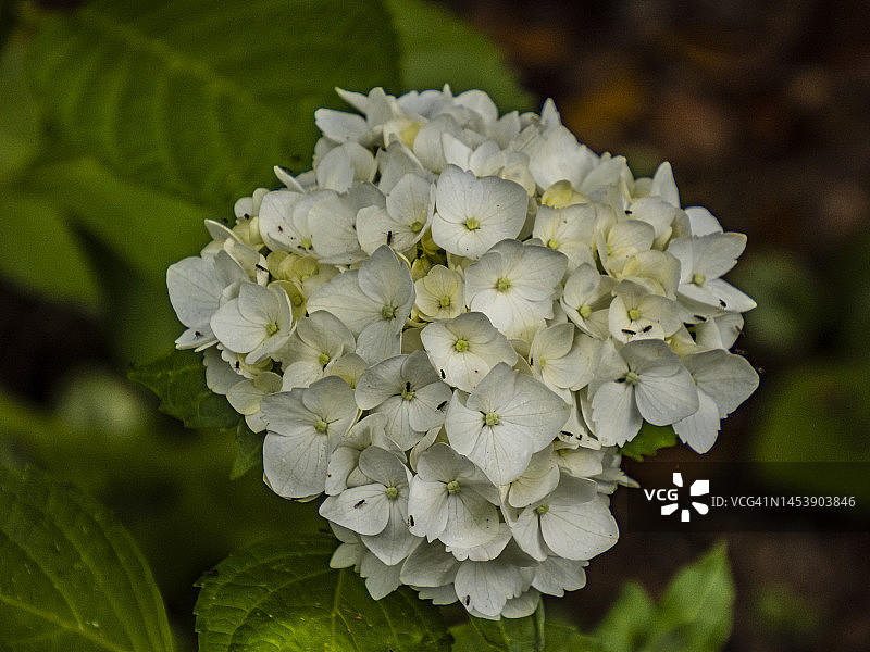 绣球花盛开的夏季，位于澳大利亚维多利亚州丹德农山脉图片素材