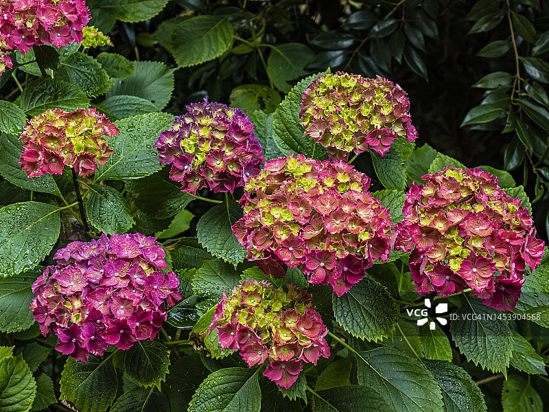 绣球花盛开的夏季，位于澳大利亚维多利亚州丹德农山脉图片素材
