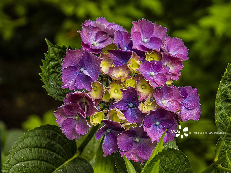 绣球花盛开的夏季，位于澳大利亚维多利亚州丹德农山脉图片素材