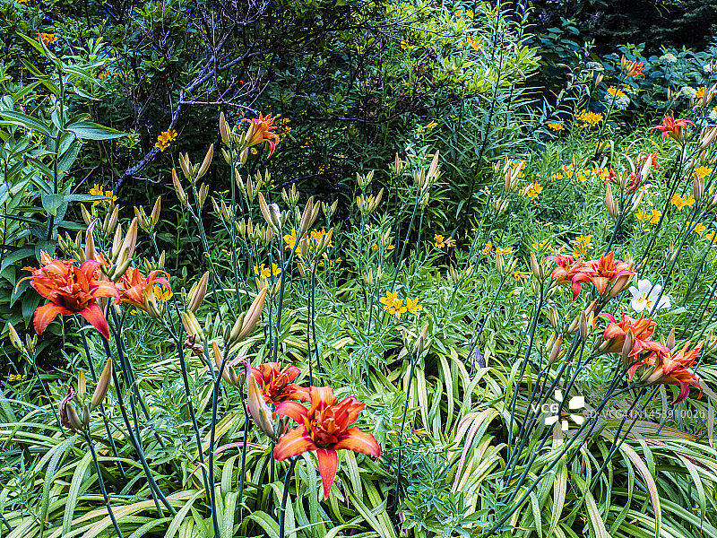 绣球花盛开的夏季，位于澳大利亚维多利亚州丹德农山脉图片素材