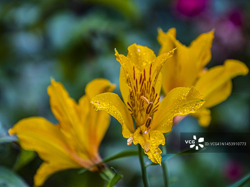 绣球花盛开的夏季，位于澳大利亚维多利亚州丹德农山脉图片素材