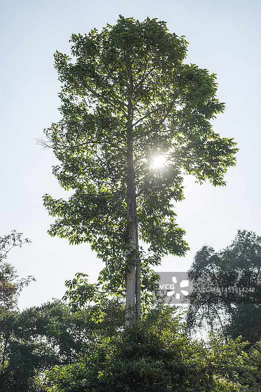 仰视角度拍摄的阳光下的大型龙脑香树图片素材