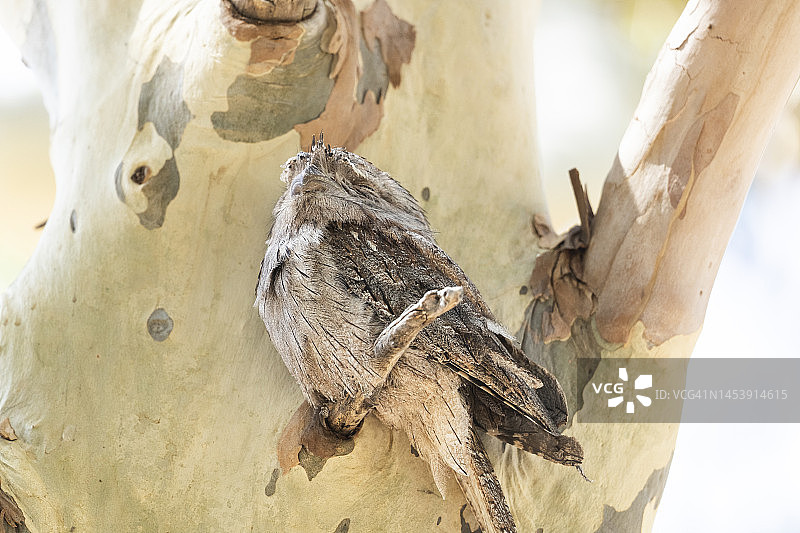 茶色蟆口鸱在树上睡觉图片素材