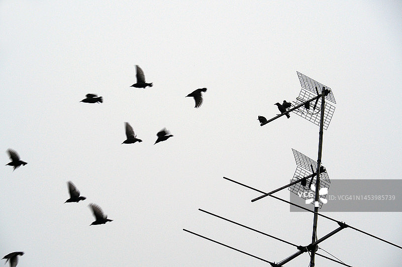 飞向电视天线的八哥图片素材