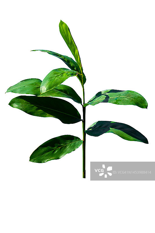 白背景上的条纹竹芋，是热带祈祷植物的叶子图片素材