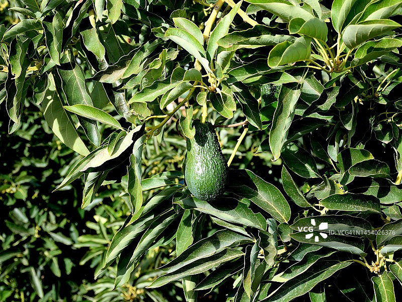 鳄梨农场图片素材