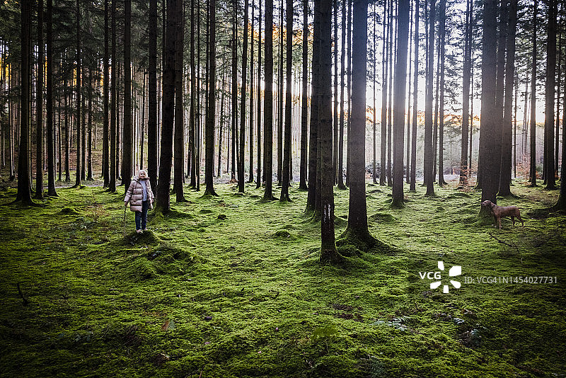 圣诞节与爱犬在森林中漫步图片素材