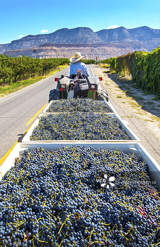 农场工人将葡萄运往科罗拉多州西部酿酒厂图片素材