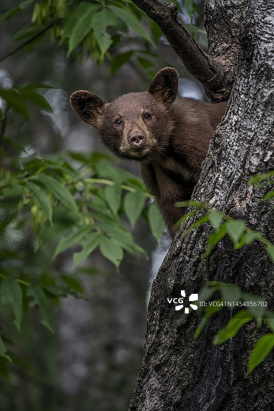 美国明尼苏达州的黑熊图片素材