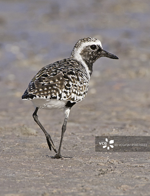繁殖羽的黑腹鹬图片素材