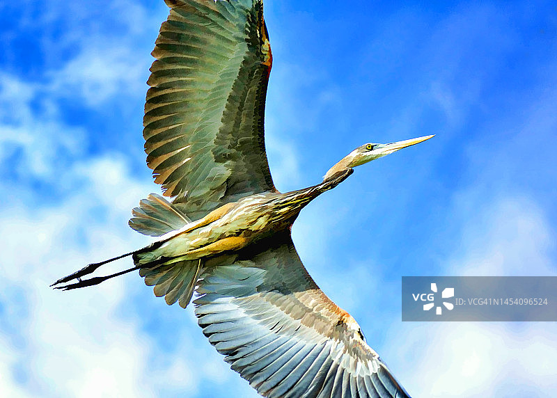 在你的羽翼下图片素材