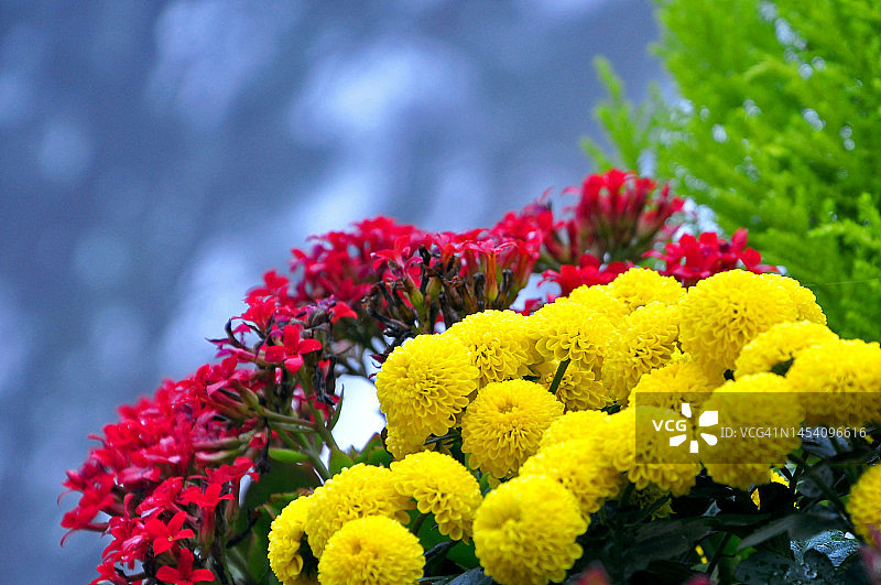 寒冷气候中的热带花卉图片素材