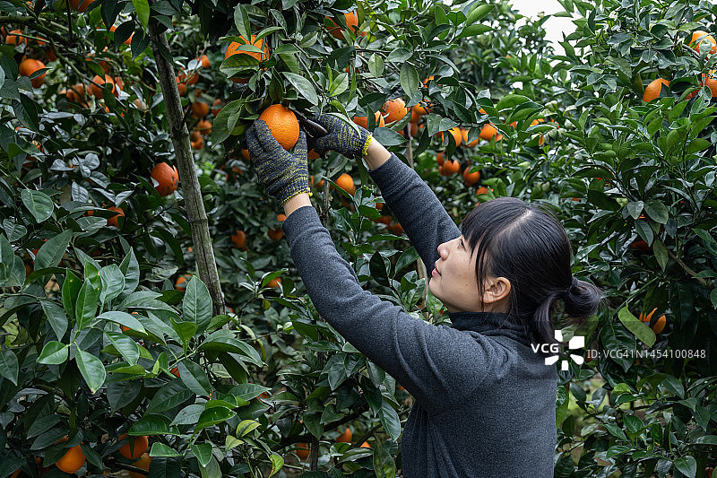 女农场主在有机果园里采摘橘子图片素材