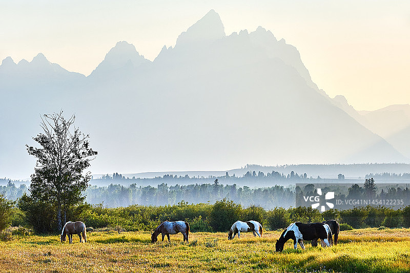 美国大提顿国家公园草地牧场上的马群图片素材