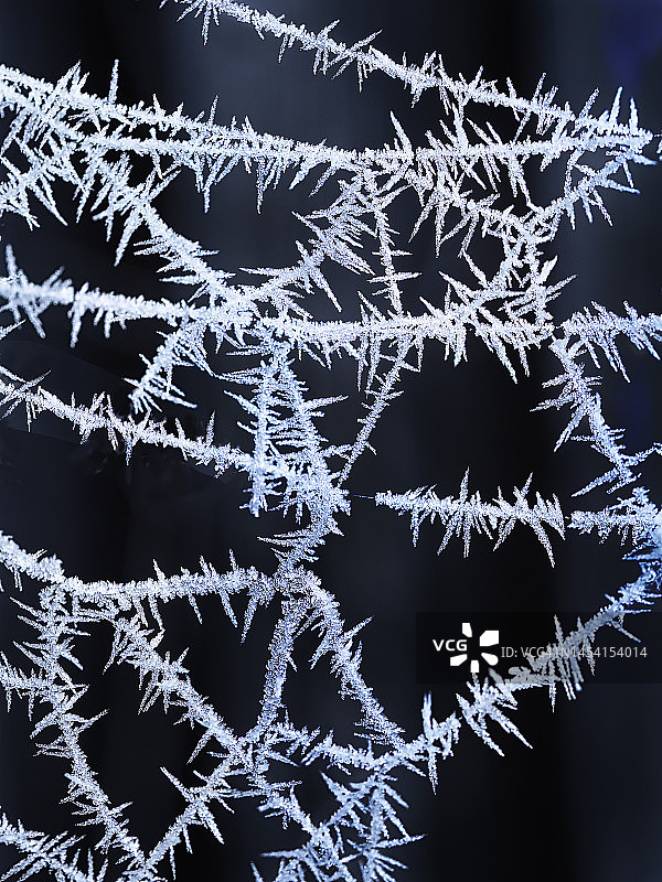 覆盖着霜的蜘蛛网图片素材