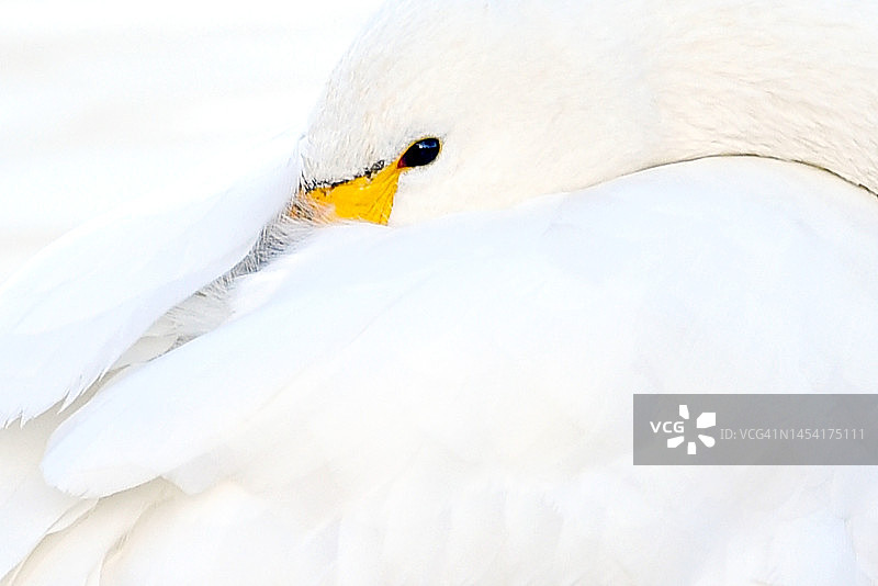 小天鹅肖像图片素材