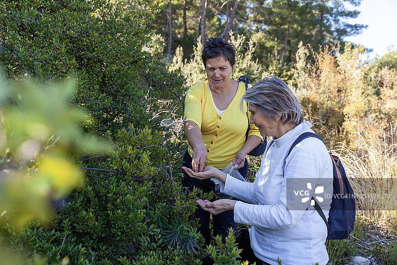 朋友们在森林里采摘蓝莓图片素材