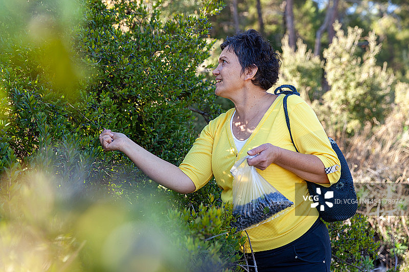 中年妇女采摘蓝莓图片素材
