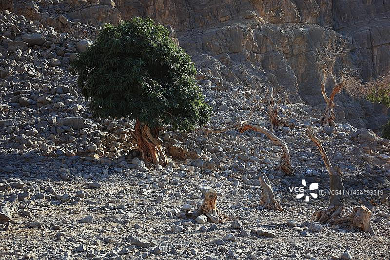 阿曼穆桑达姆地区杰贝尔哈里姆景观图片素材